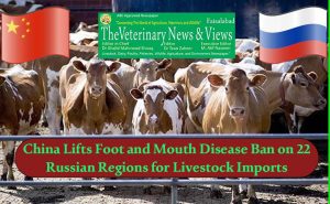 China Lifts Foot and Mouth Disease Ban on 22 Russian Regions for Livestock Imports