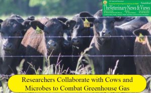 Researchers Collaborate with Cows and Microbes to Combat Greenhouse Gas Emissions