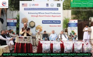 Enhancing Wheat Seed Production through Seed Cluster Approach