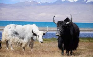 YAK: ITS HABITAT AND BEHAVIOR
