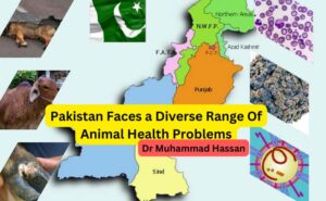 Pakistan faces a diverse range of animal health problems, impacting both livestock and companion animals. Here are some of the top concerns