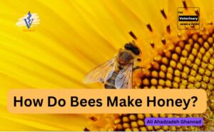 How-Do-Bees-Make-Honey