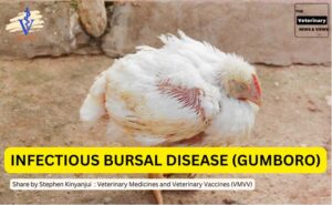 INFECTIOUS BURSAL DISEASE (GUMBORO)