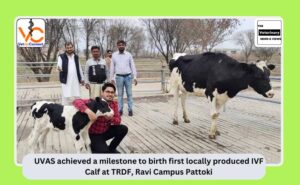 UVAS achieved a milestone by becoming the first locally produced IVF Calf at TRDF, Ravi Campus Pattoki