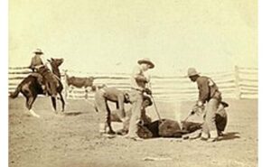 Branding Calves, 1888
