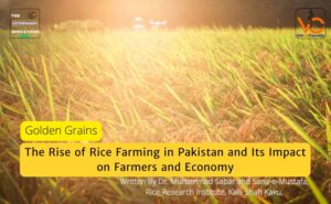 The Rise of Rice Farming in Pakistan and Its Impact on Farmers and the Economy