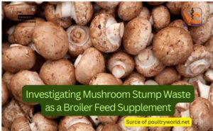 Investigating Mushroom Stump Waste as a Broiler Feed Supplement