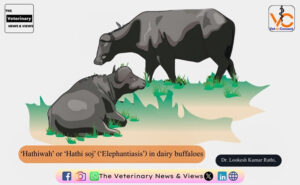 ‘Hathiwah’ or ‘Hathi soj’ (‘Elephantiasis’) in dairy buffaloes