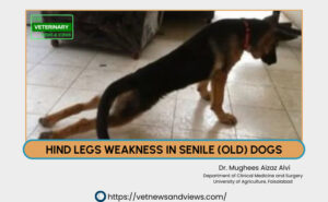 HIND LEGS WEAKNESS IN SENILE (OLD) DOGS