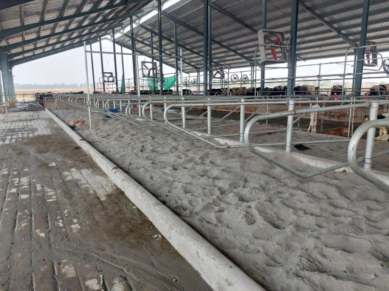 Dairy Cow Cubicle Housing Design to Control Environmental Mastitis in Lactation