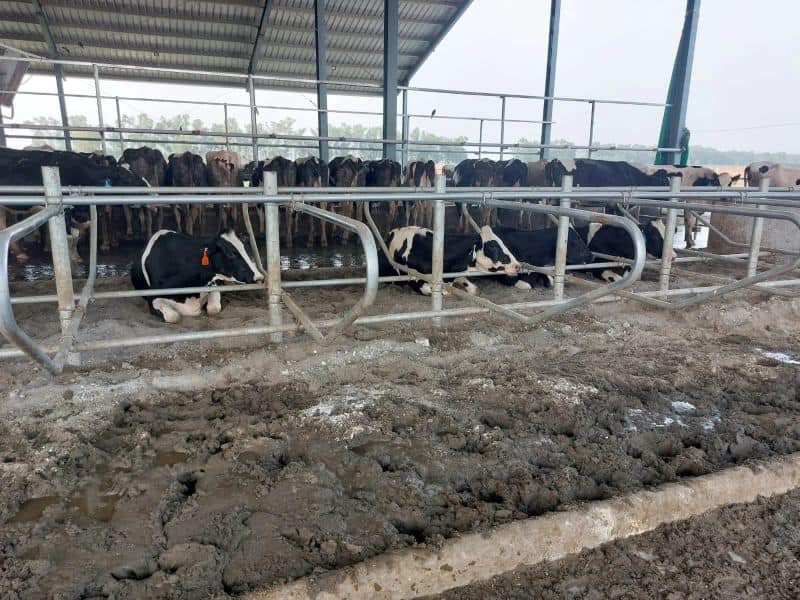 Dairy Cow Cubicle Housing Design to Control Environmental Mastitis in Lactation