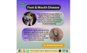 Foot & Mouth Disease