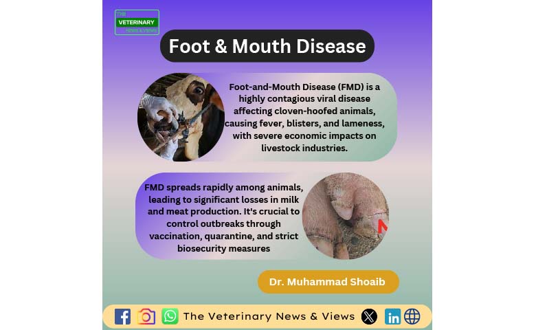 Foot & Mouth Disease