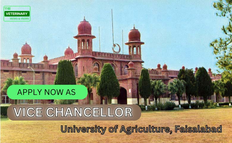 VICE CHANCELLOR REQUIRED