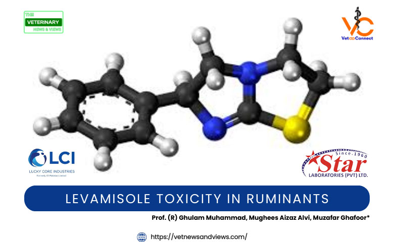 LEVAMISOLE TOXICITY IN RUMINANTS