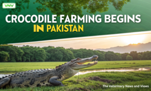 Crocodile farming begins in pakistan