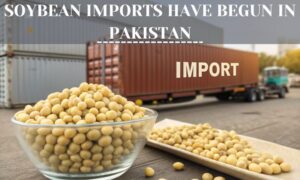 Soybean imports have begun in Pakistan