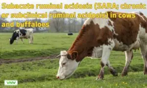 Subacute Ruminal Acidosis (SARA) in Cows & Buffaloes: Causes, Symptoms & Treatment