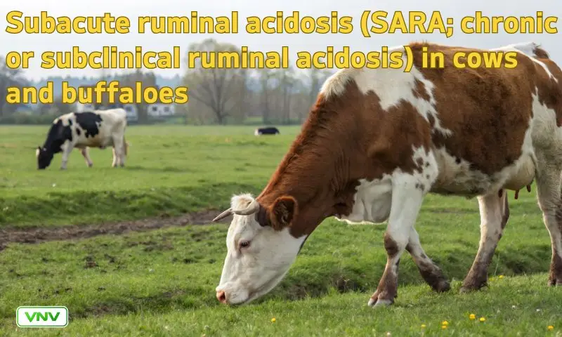Subacute Ruminal Acidosis (SARA) in Cows & Buffaloes: Causes, Symptoms & Treatment