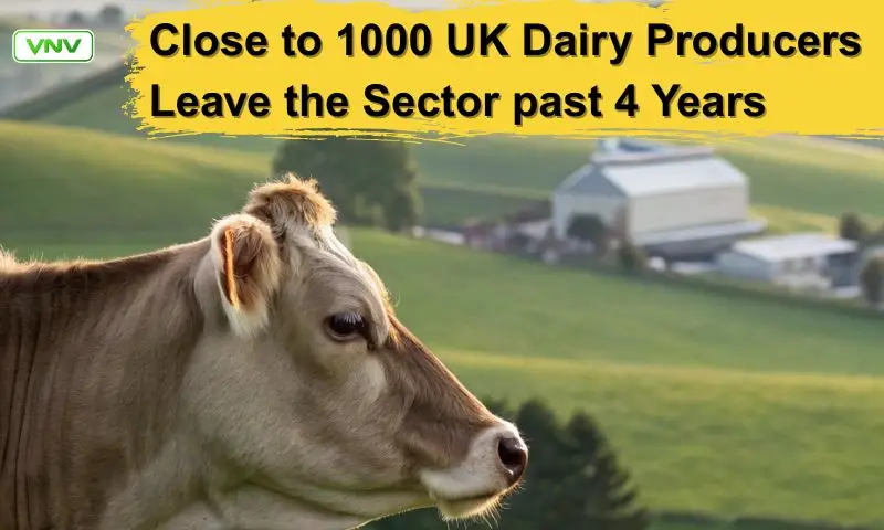 Nearly 1000 UK Dairy Farmers Exit Industry in Last 4 Years