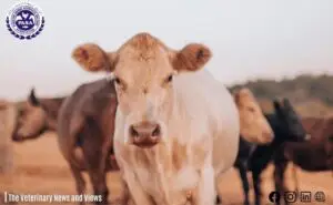 Pakistan Animal Science Council (PASC) is The Need of the Hour