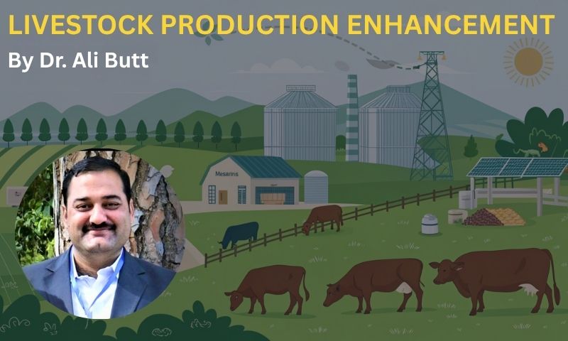 Livestock Production Enhancement – Boost Farm Yield & Animal Health