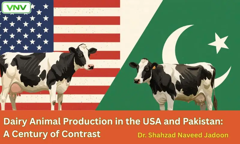 Dairy Animal Production in the USA vs Pakistan: A 100-Year Comparison