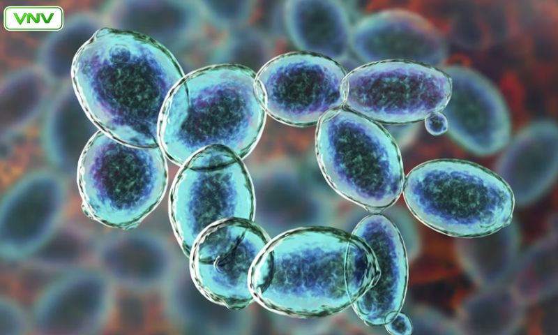 How Prebiotics & Probiotics Help Transition Off Antibiotics – Benefits & Tips