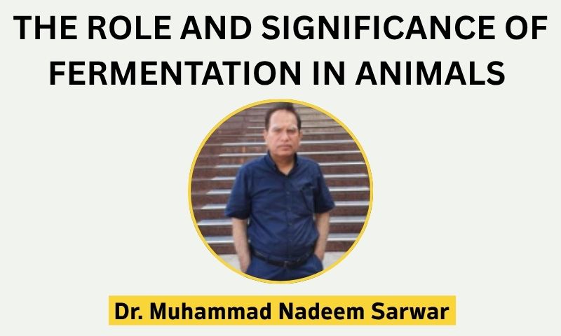 The Role and Significance of Fermentation in Animals