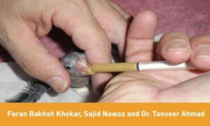 Hand-Feeding in Aviculture: A Complete Guide to Formulas, Techniques & Weaning