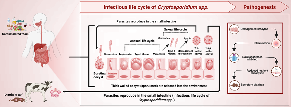 Figure 1. Infectious life cycle and pathogenesis of Cryptosporidium species