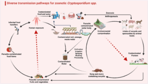 Figure 2. Diverse pathways for the spread of Cryptosporidium oocysts