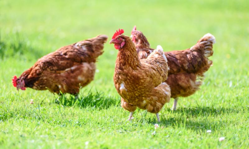 #NoBirdFlu Toolkit: Protect EU Poultry from Avian Influenza