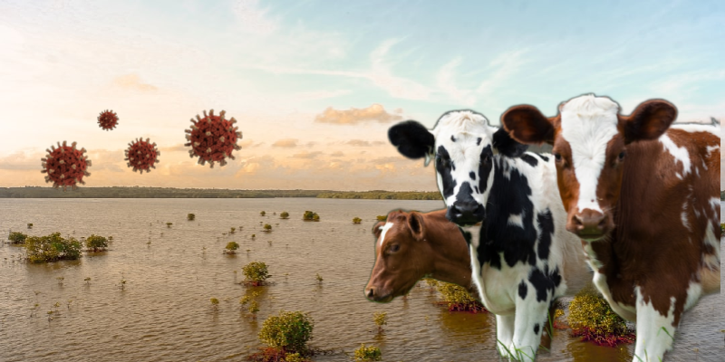 Flood Disaster Impact on Domestic Animals & Effective Solutions