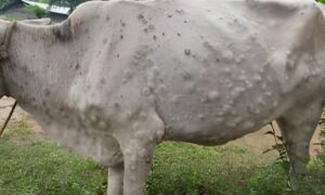 Spain Reports First Case of Lumpy Skin Disease in Cattle