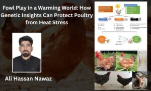 Poultry Heat Stress Genetics: Protecting Fowl in a Warming World