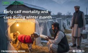 Early calf mortality and care during winter month