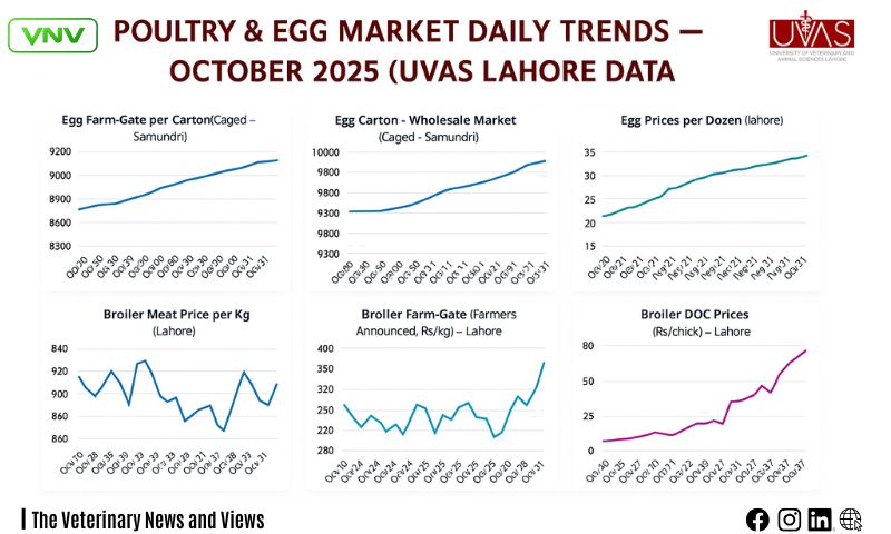 Pakistan Poultry & Egg Market – October 2025