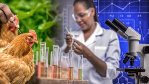 PhD in Animal Science: Sustainable Broiler Production