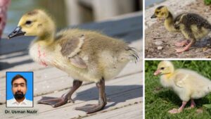 Understanding Gosling Gout: Avian Purine Metabolism Disorder Explained