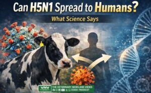 Can H5N1 spread to humans – bird flu evolving in dairy cattle