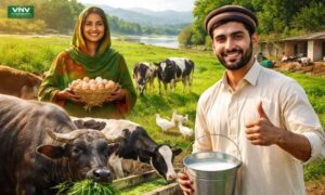 Unlocking Rural Wealth in Pakistan Through Livestock Farming