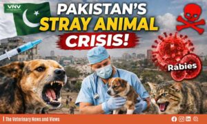 The Pulse of the Streets: Veterinary Perspectives on Pakistan’s Stray Animal Crisis