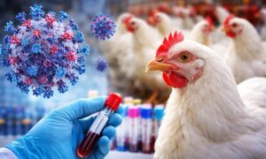 20th Anniversary of HPAI H5N1 in Pakistan | Historical Perspective