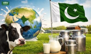 Pakistan Ranks 4th Among World’s Top Milk Producers | Dairy Sector Potential