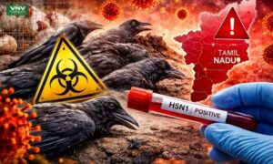 H5N1 Bird Flu in Chennai: 1,000+ Crow Deaths Confirmed