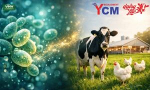 Yeast Culture Metabolites: Enhancing Animal Productivity & Sustainable Feeding