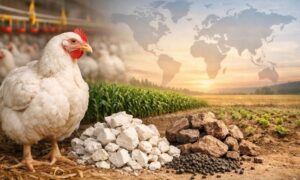 Broiler Calcium and Phosphorus Imbalance Revealed in Global DSM-Firmenich Study