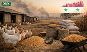 Syria Poultry Crisis: Prices Jump, Farms Struggle, Feed Costs Soar