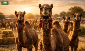 Camel Farming in Pakistan: A Golden Opportunity for Farmers, Nutrition & Export Growth